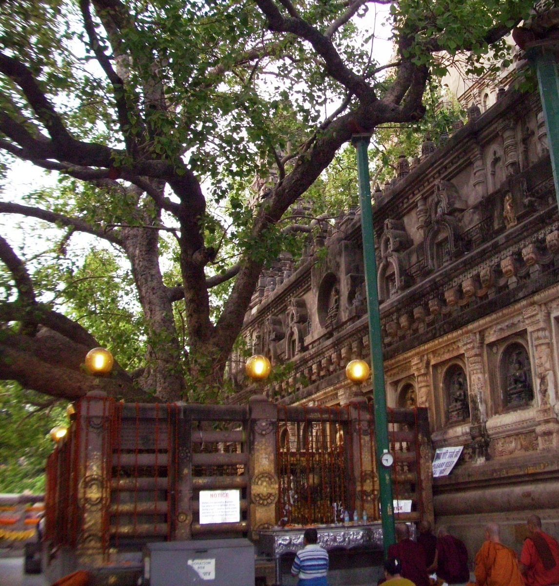 Bodhi Tree