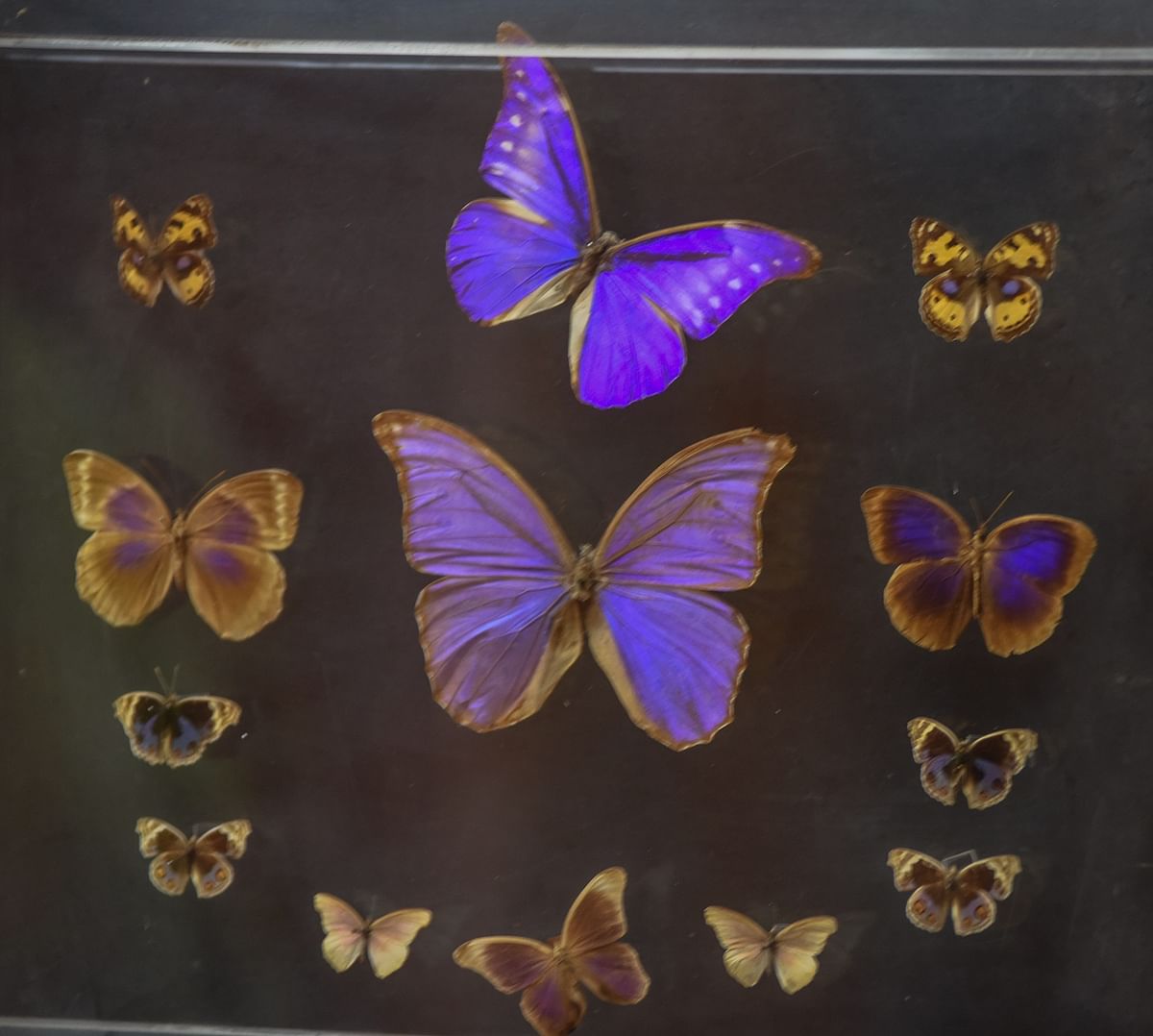 Iridescent butterflies, a interesting subject for Sir C V Raman. Photo by S K Dinesh