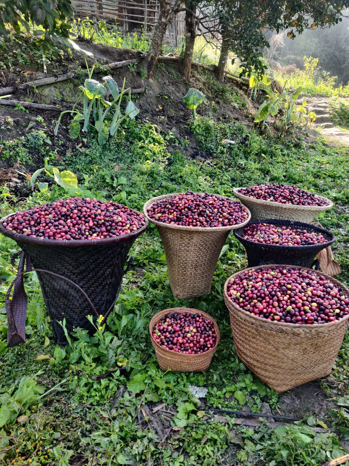 Coffee beans of Nagaland. Credit: Nagaland Government