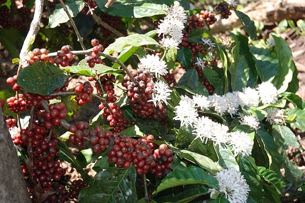 Coffee berries and sparkling coffee blossoms