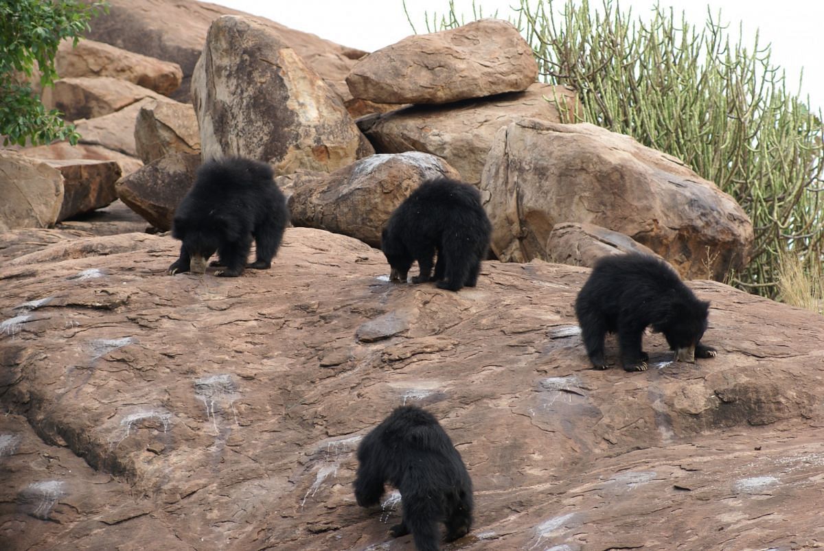 Bears in Daroji Bear Sanctuary