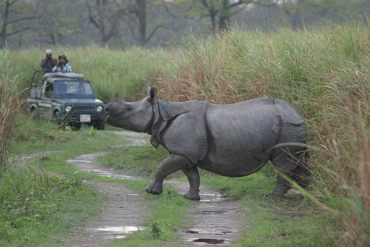 A rhino in Kaziranga