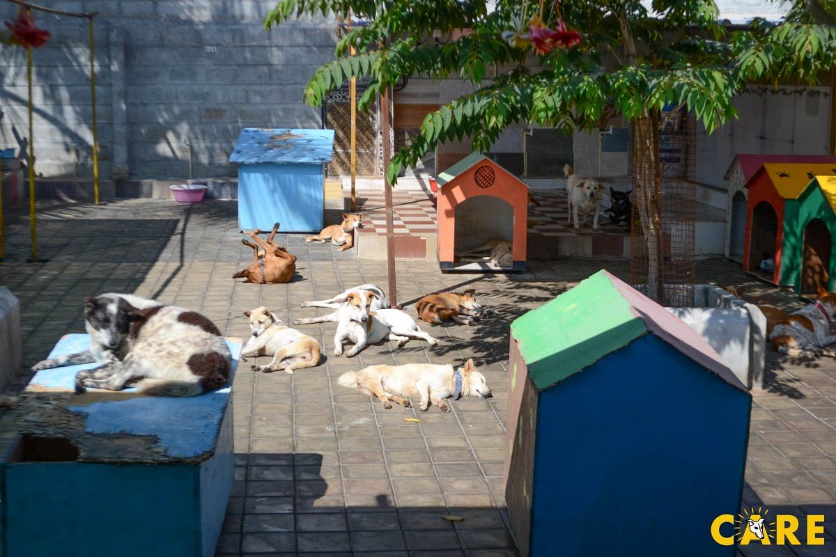 CARE has a trauma care centre for sick andinjured animals in Yelahanka.