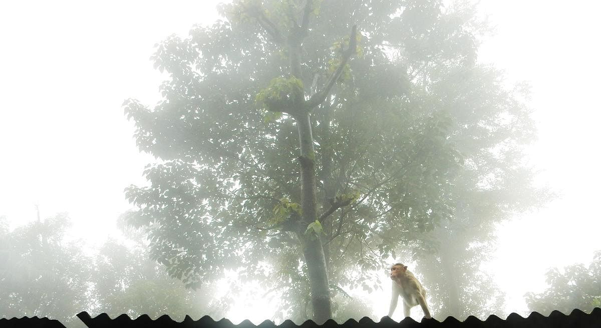 Enveloping fog in Agumbe