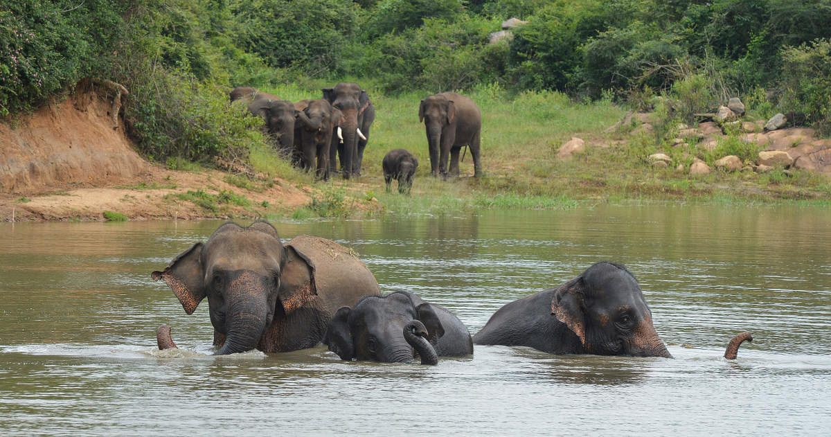 Elephants at Bannerughatta forest - Photo by Anand Bakshi