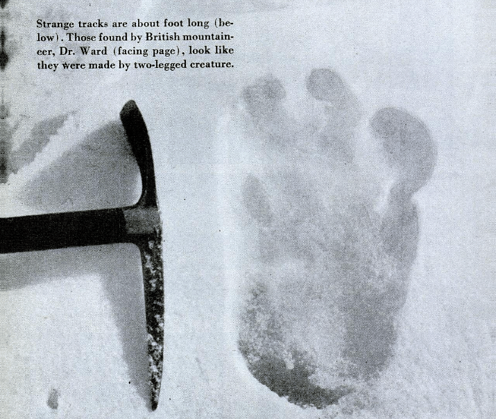 All you need to know about Yetis