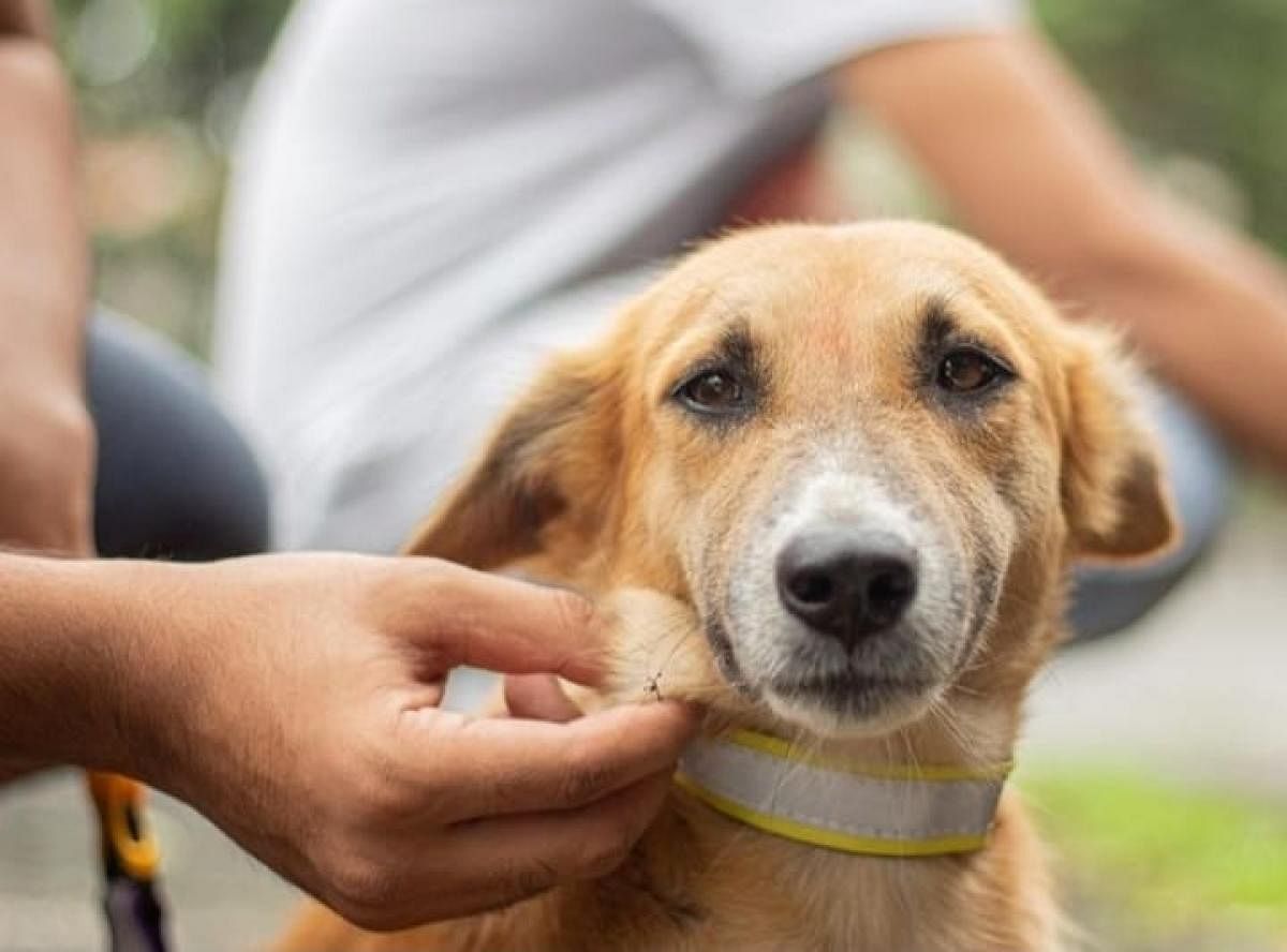 FluffyNut encourages caregiversof street dogs to tie reflective collars
