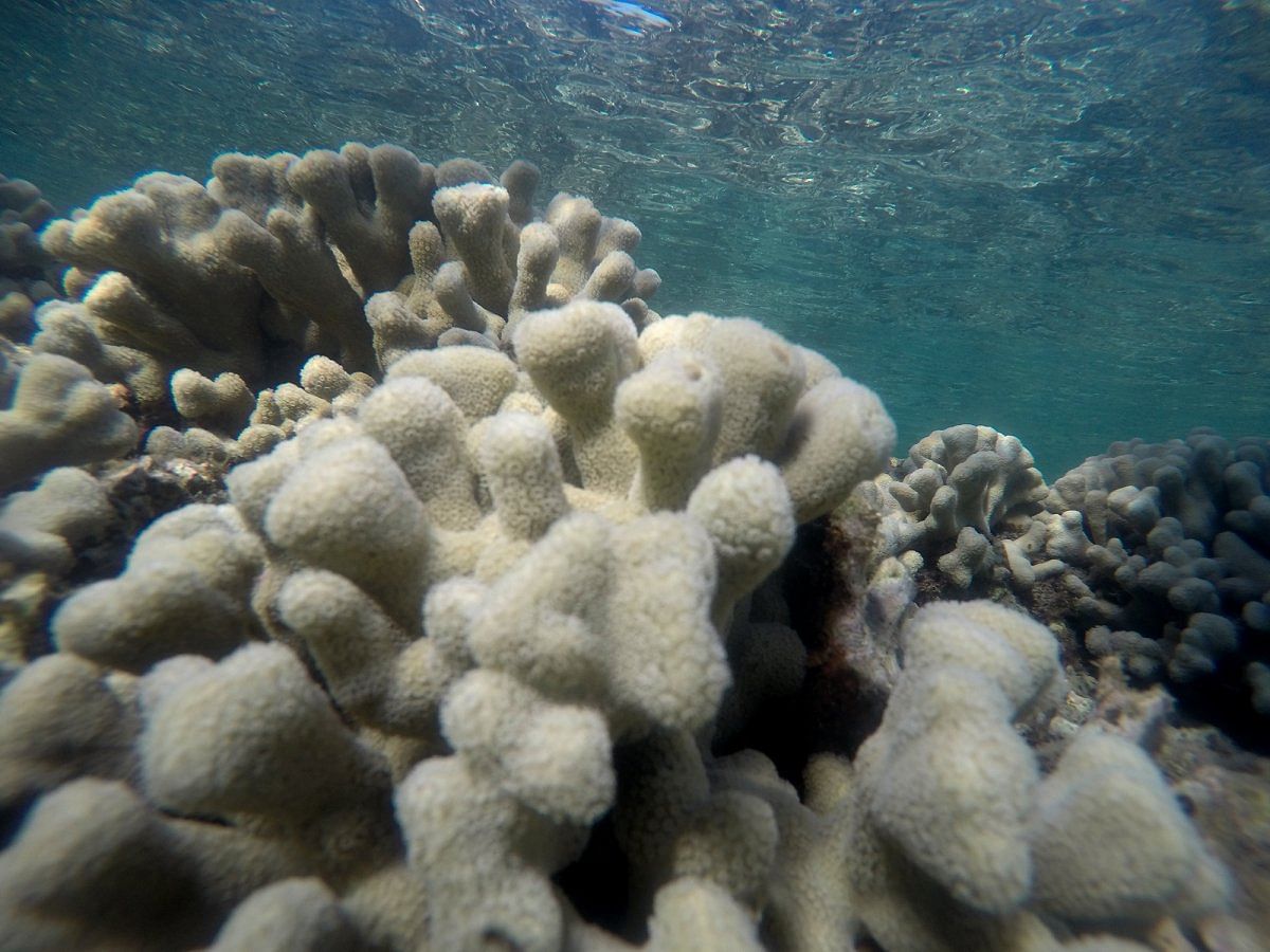 Corals are sensitive to even the sunscreen you wear while diving or snorkeling.Sunscreen has a chemical, oxybenzone, which destroys the corals. Photo by author