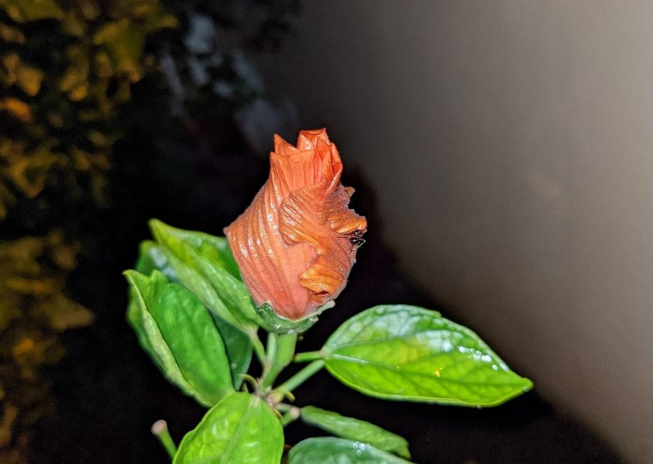 Google Pixel 4a camera's photo sample in the night with just the LED flash on. Credit: DH Photo/KVN Rohit