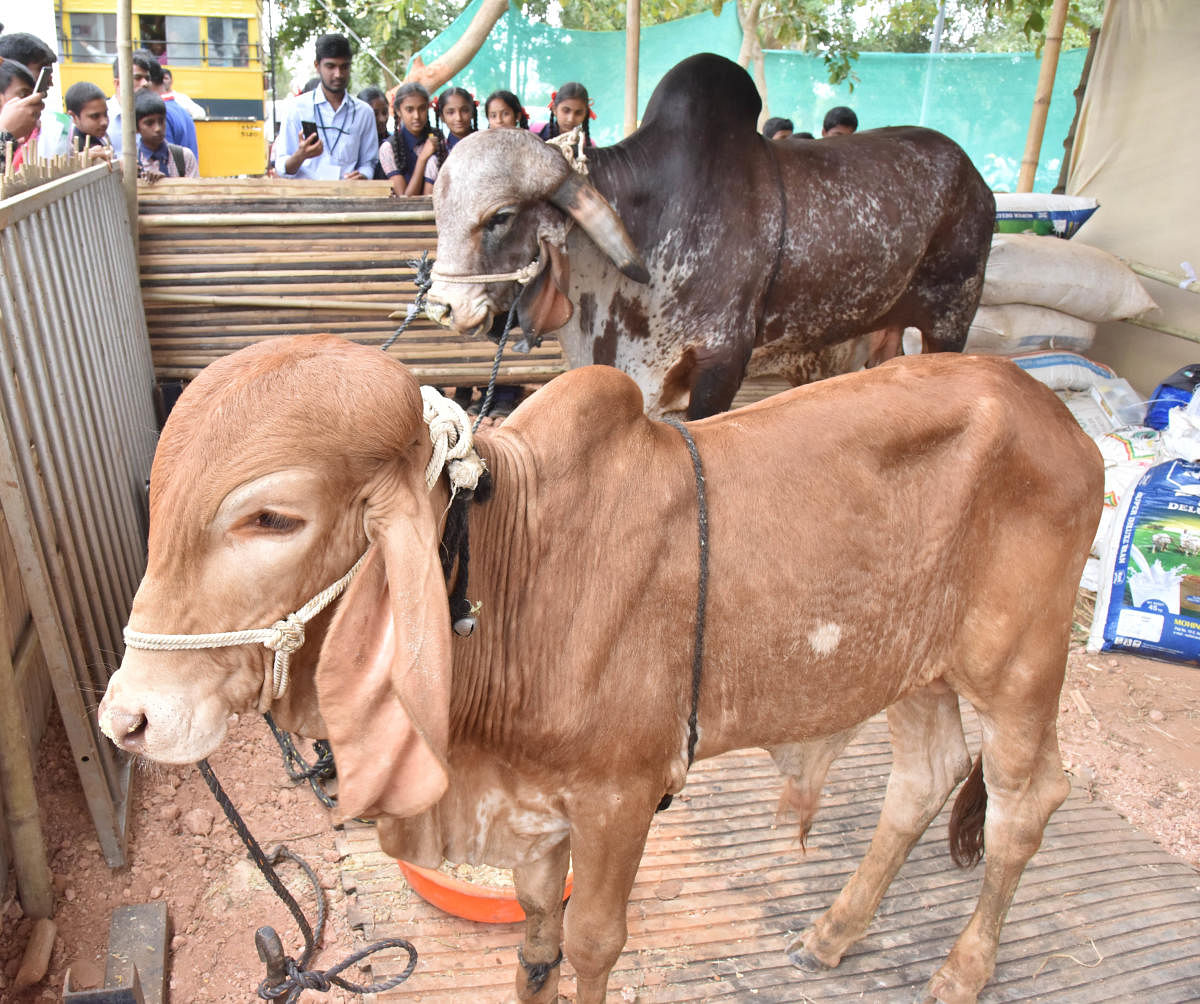The Gir breed cows at the Krishi Mela organised by University of Agricultural Sciencesat GKVK in Bengaluru on Thursday. (DH Photo/Janardhan B K)