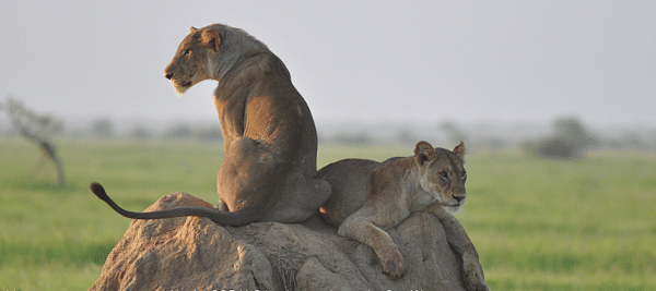 Lions rest on a termite mound in the SORALO landscape.
