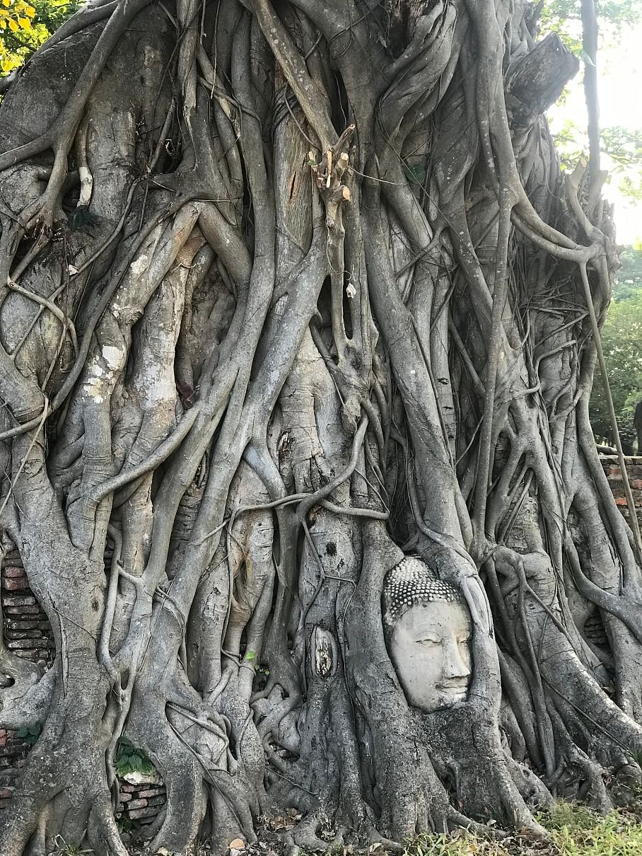 The emblematic Buddha head entwined by theroots of a banyan tree at Wat Mahathat, Ayutthaya.