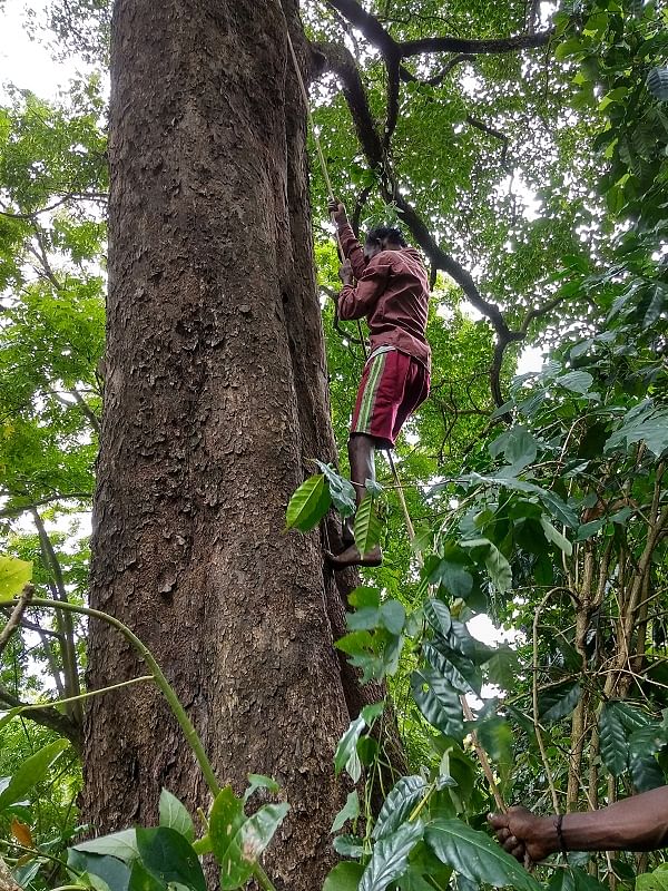 A member of the tribe climbs up a tree to fetch honey.