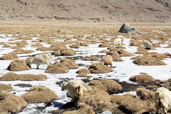 Pashmina goats nibble on dried grass and frozen snow inside Changthang region.