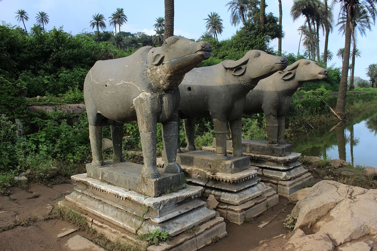 Statues of buffaloes at the Kund