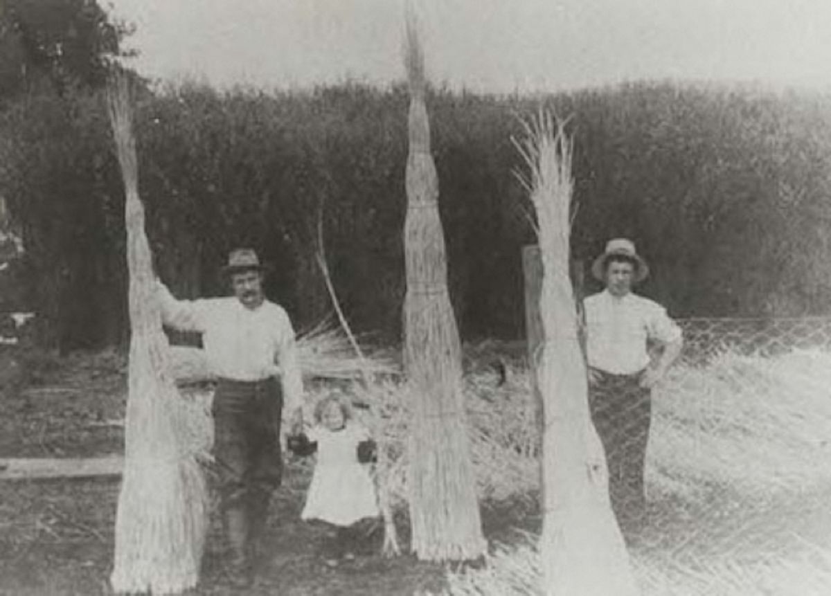 James Woods, his daughter Iola Woods, and Nelson Ballard harvesting the willows in 1902