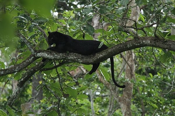 Kabini's famous black panther. PHOTO By Pavithra Kumar