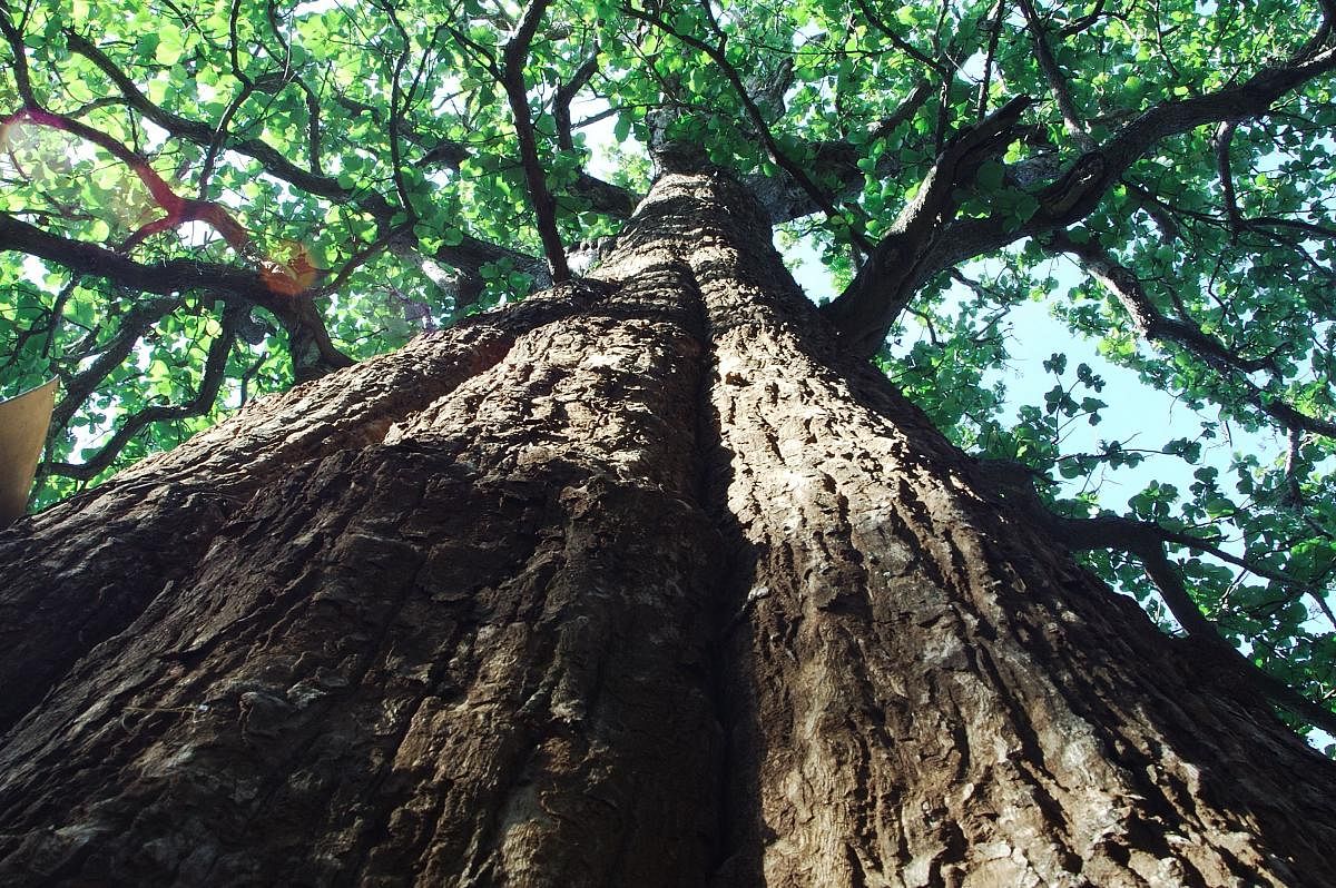 Kannimara Teak tree is in Parambikulam Tiger Reserve, Kerala.