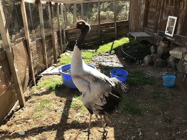 Karma, the rescued crane. (PHOTOS BY AUTHOR)
