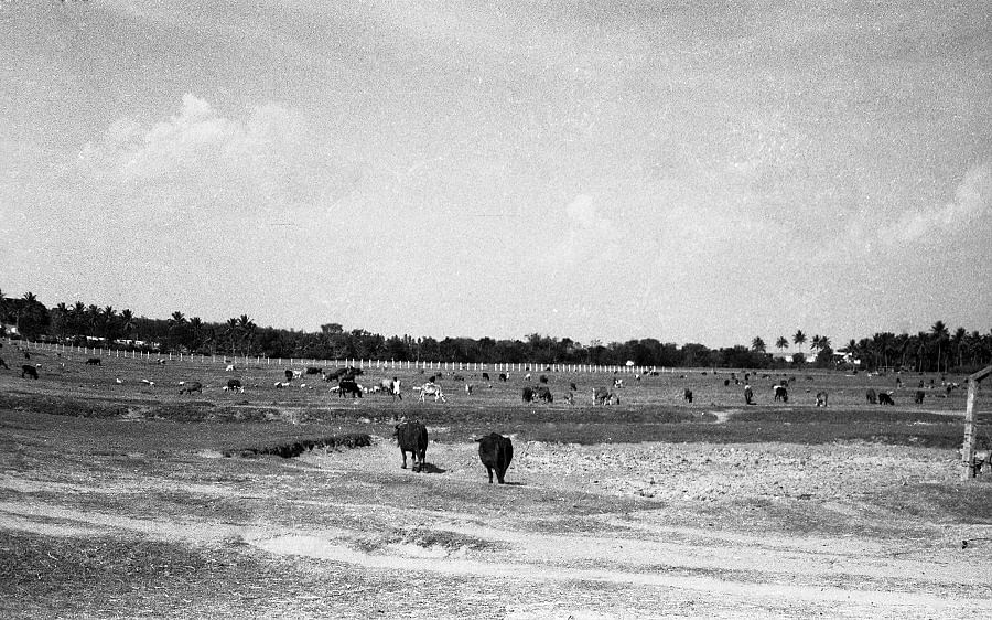 Koramangala tank in 1971. DH Archives