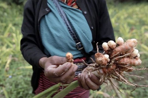 Lakadong turmeric. PHOTO Courtesy: DEPARTMENT OF AGRICULTURE, MEGHALAYA