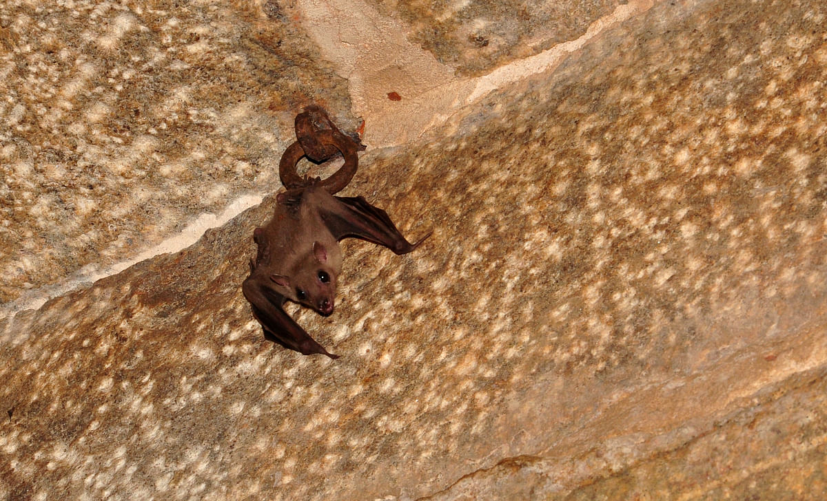 Leschenault’s Fruit Bat