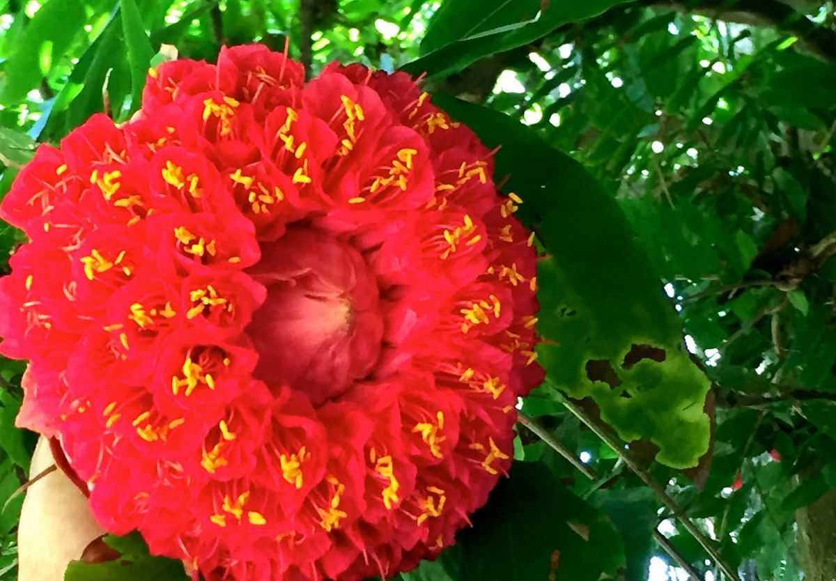 A Venezuelan rose in Pamplemousses Garden