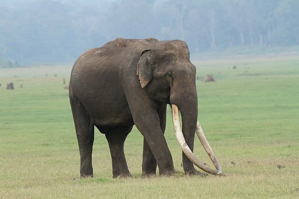 Mr Kabini the elephant with the longest tusks. PHOTO BY Pavithra Kumar