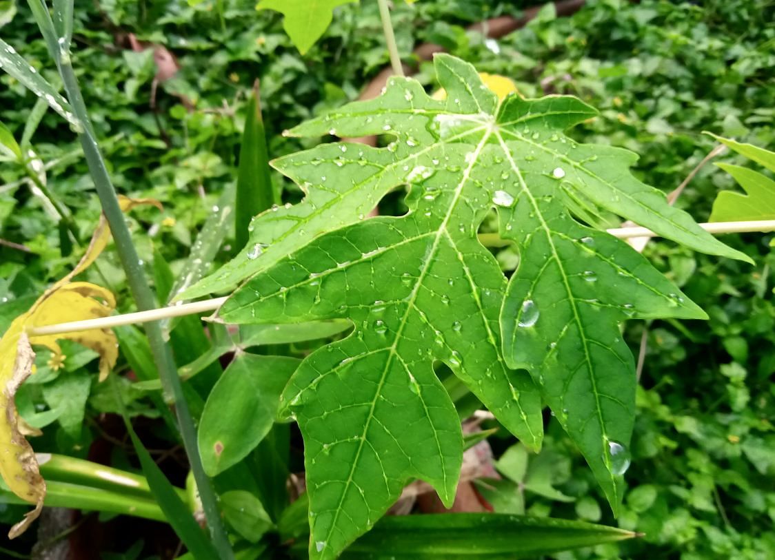 Nokia 2.2 Android One camera's sample;  DH Photo/Rohit KVN