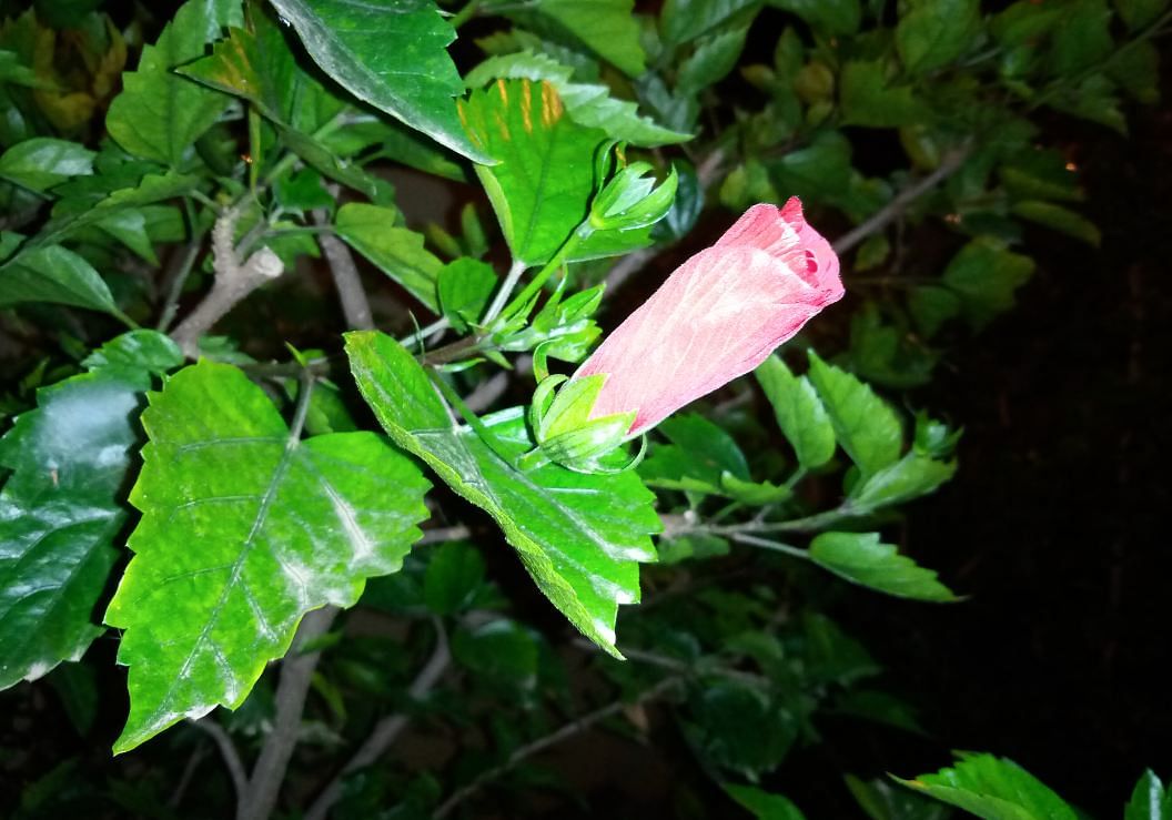 Nokia 2.2 Android One camera sample taken in the night;  DH Photo/Rohit KVN