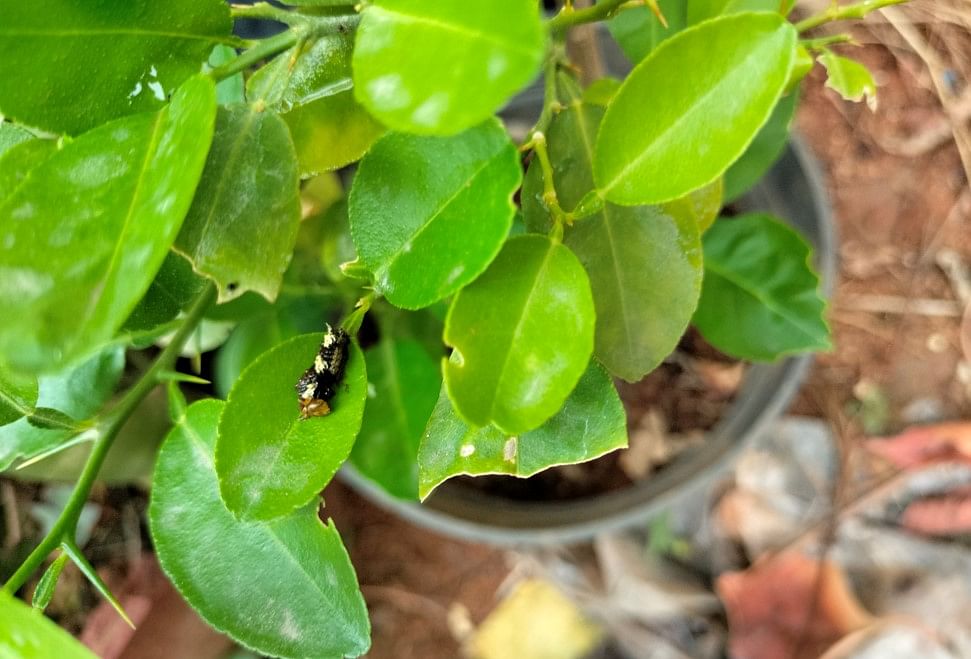 Oppo F21 Pro 4G's camera sample (Nope, it's not a bird dropping, but a caterpillar ready to munch on the lemon plant's leaf). Credit: DH Photo/KVN Rohit
