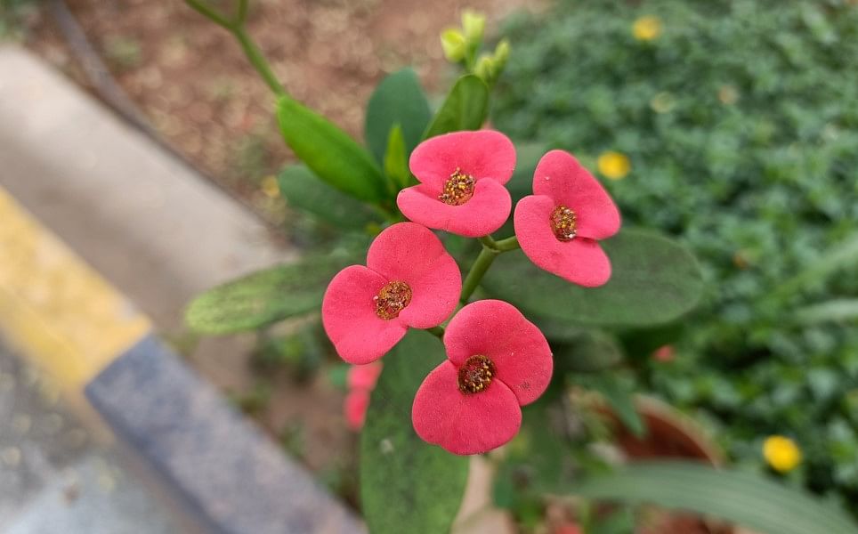 OnePlus Nord CE (2nd Gen) camera sample. Credit: DH Photo/KVN Rohit