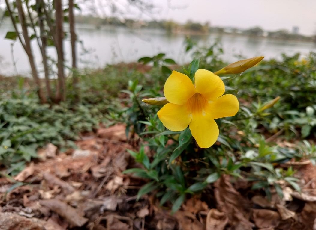 OnePlus Nord CE 3 Lite's camera sample. Credit: DH Photo/KVN Rohit