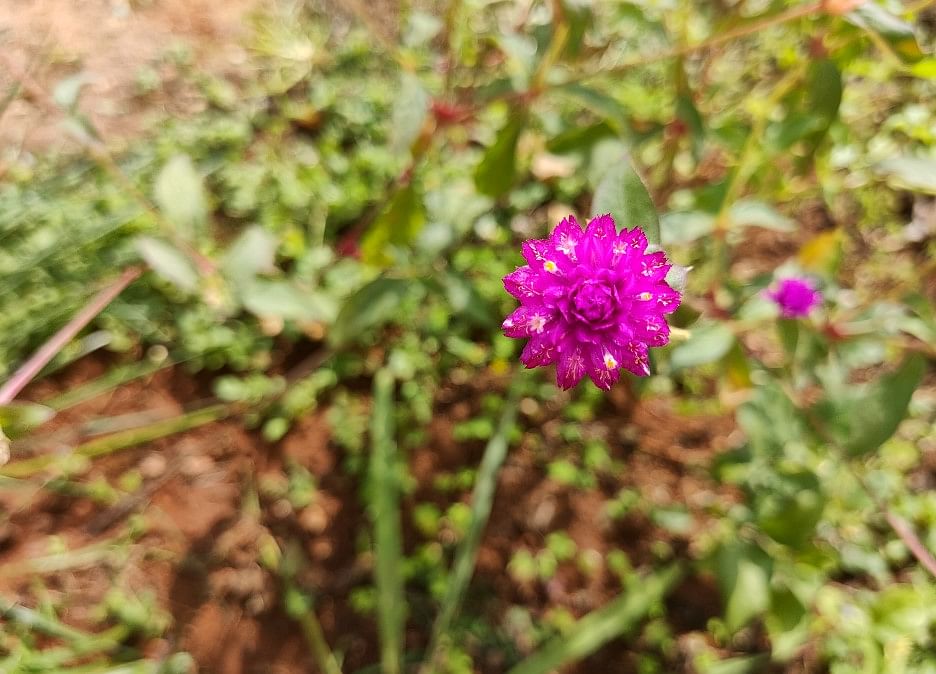 Oppo Find X2 camera sample. Credit: DH Photo/KVN Rohit