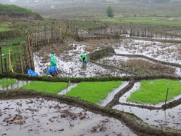 Paddy fields in Ziro.