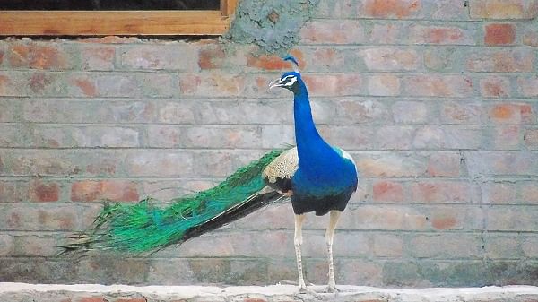 A peacock struttingabout at South Mumbai’s Babulnath area