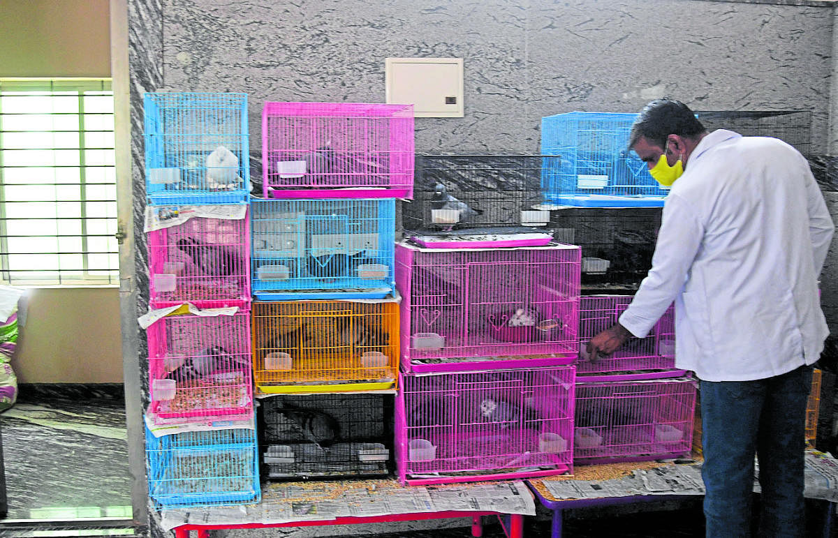 An employee on the hospital’s second floor, where pigeons withinjuries are cared for. DH Photos by B H Shivakumar