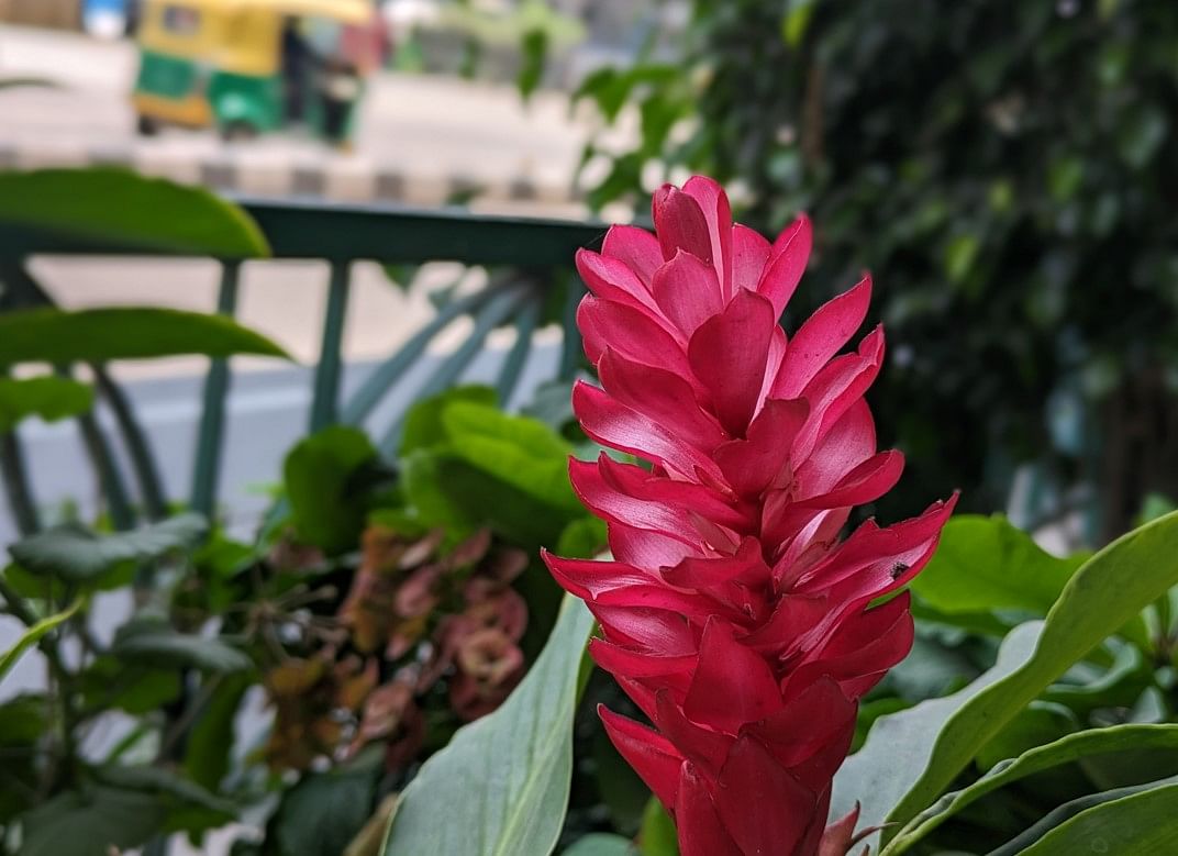 Google Pixel 7a's camera sample with Portrait Mode. Credit: DH Photo/KVN Rohit