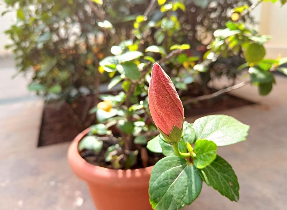 Realme 9 Pro+ camera's sample photo. Credit: DH Photo/KVN Rohit