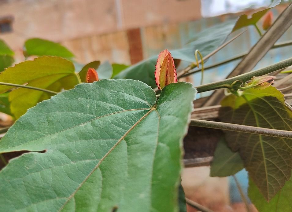 Realme GT 2 Pro's camera sample with Passion fruit vine plant leaf. Credit: DH Photo/KVN Rohit