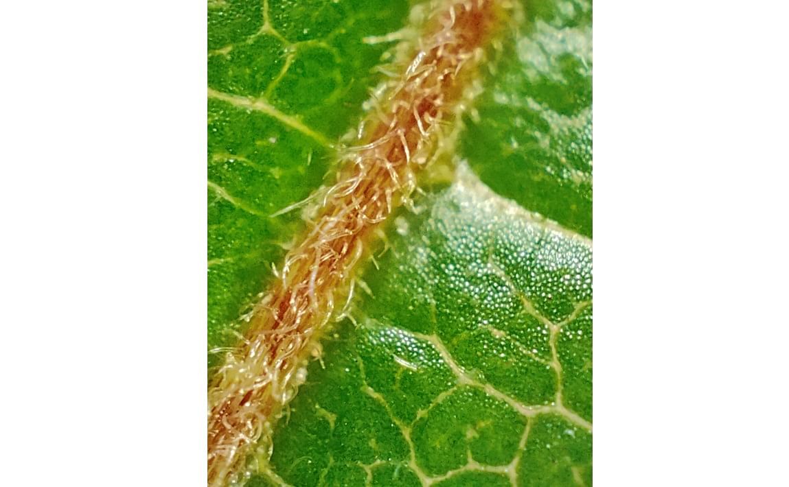 Realme GT 2 Pro's camera sample with Microscope 20X mode of Passion fruit vine plant leaf. Credit: DH Photo/KVN Rohit