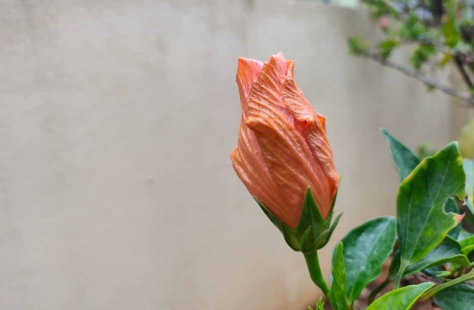 Realme GT Master Edition camera sample. Credit: DH Photo/KVN Rohit