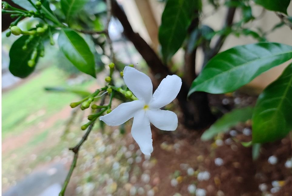 Realme GT Master Edition camera sample. Credit: DH Photo/KVN Rohit