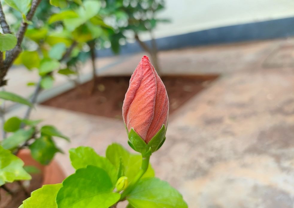 Realme GT Master Edition camera sample. Credit: DH Photo/KVN Rohit