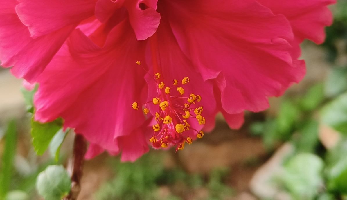 Realme GT Neo 3 camera sample zoomed-in clip. Credit: DH Photo/KVN Rohit