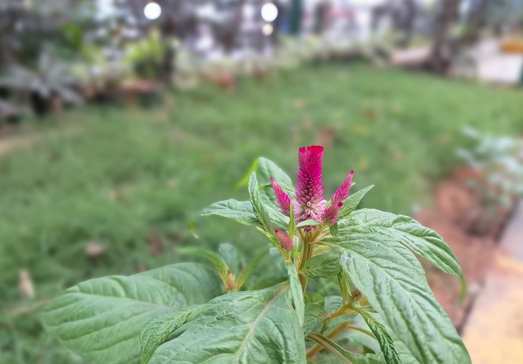 Samsung Galaxy F54 camera sample with Portrait mode on. Credit: DH Photo/KVN Rohit