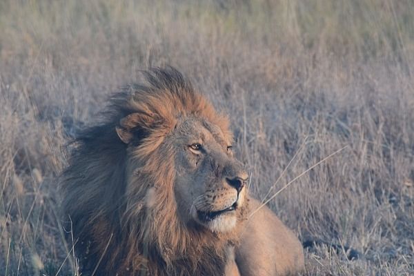 A lion relaxes after a heavy meal.