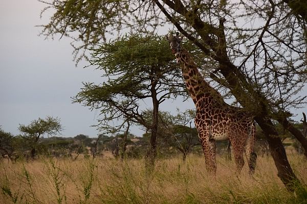 A giraffe nibbles on leaves from a tree.