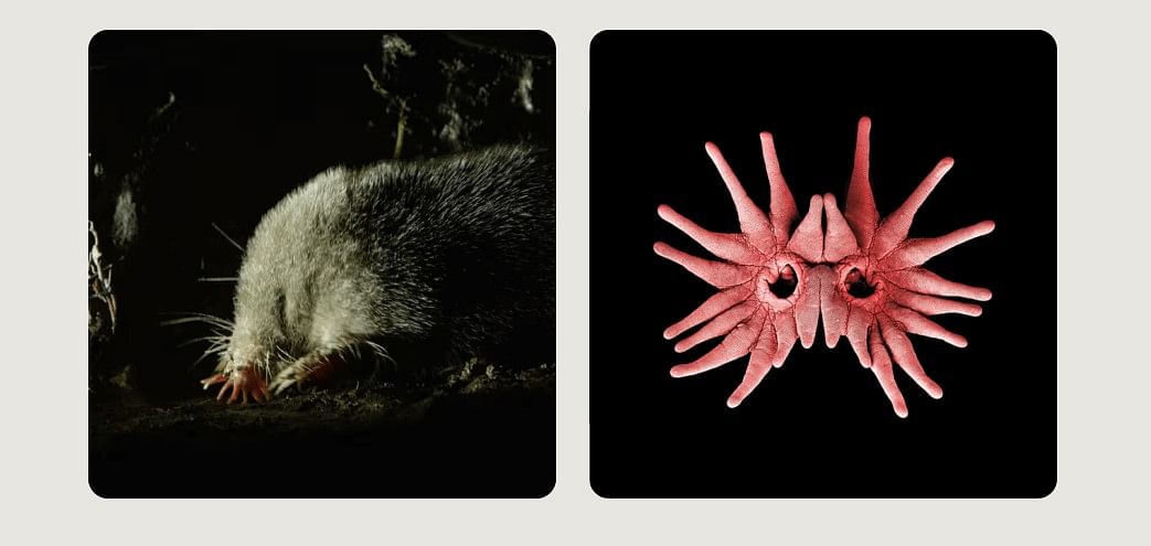 Star-nosed mole (left) and close-up shot of mole's nose (right). Credit: Credit: Bjørn Karmann Blog