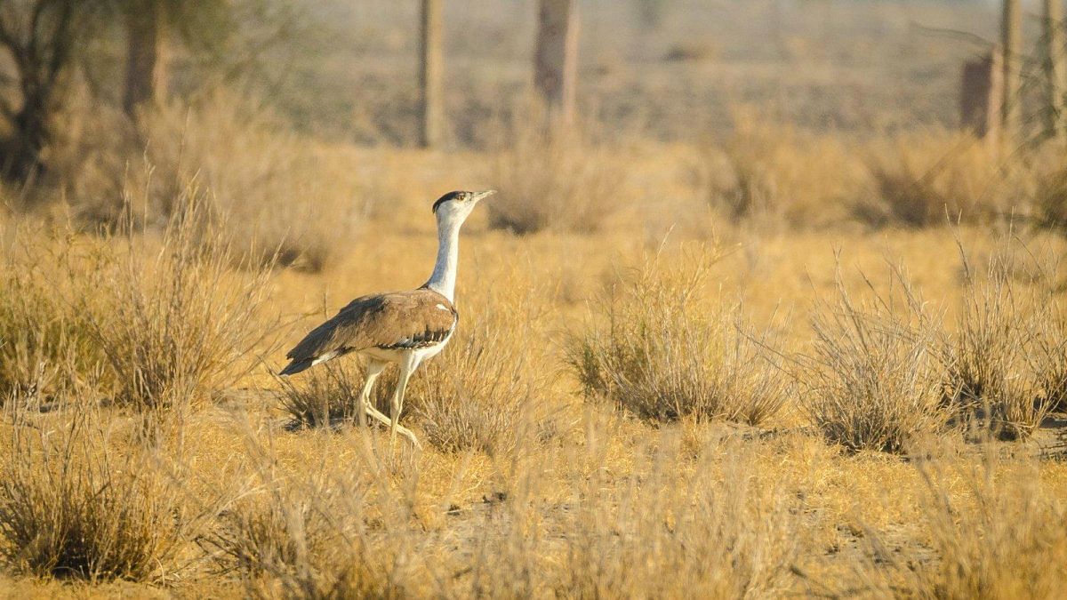 Th Great Indian Bustard